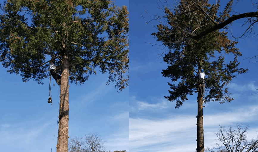 TREE TRIMMING